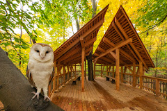 Treehouse At Ohio Bird Sanctuary. Barn Owl (monty). Photo By David Fitzsimmons.